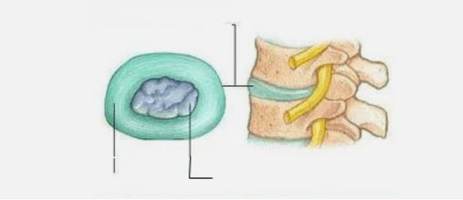 Nature of osteocondrosis