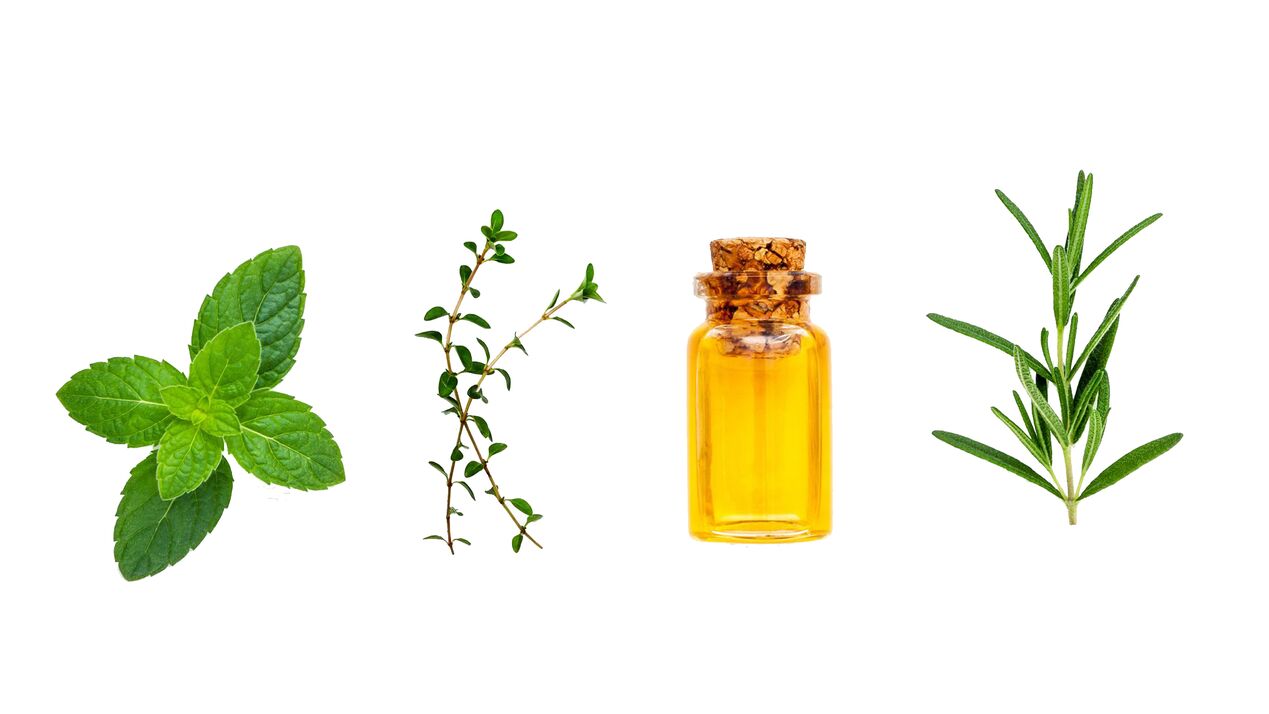 essential oils of peppermint, cinnamon and eucalyptus